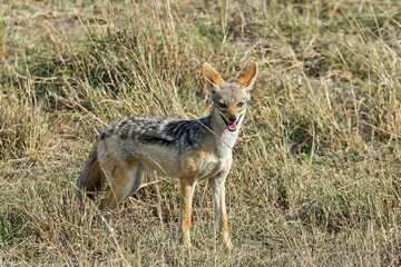 Black-backed Jackal (Canis mesomelas), Maasai Mara National Reserve, Kenya, Africa