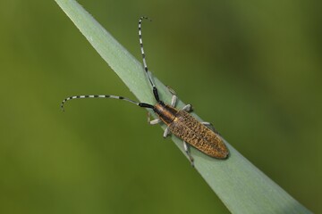 Golden-bloomed grey longhorn bee (Agapanthia villosoviridescens), Schleswig-Holstein, Germany,...