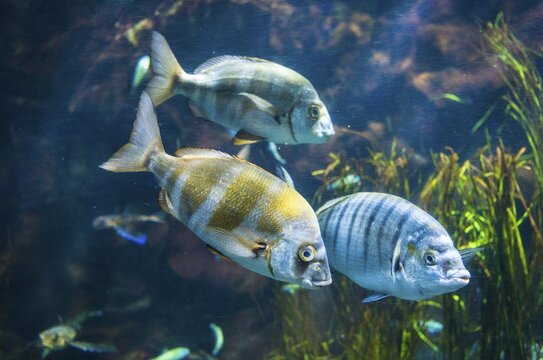 Zebra seabream (Diplodus cervinus) and sand steenbras (Lithognathus mormyrus) in an aquarium, captive