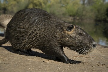 Nutria (Myocastor coypus), Mörfelden-Waldorf, Hesse, Germany, Europe