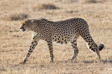 Cheetah (Acinonyx jubatus) walking in dry grass, Ol Pejeta Conservancy, Kenya, Africa