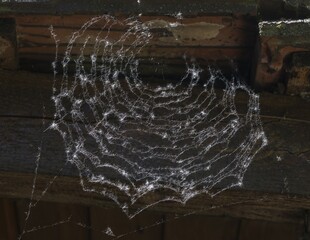 Seeds of poplar in a spider's web, Germany, Europe