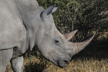 White rhinoceros (Ceratotherium simum), portrait, side view, Waterberg, Otjozondjupa, Namibia, Africa