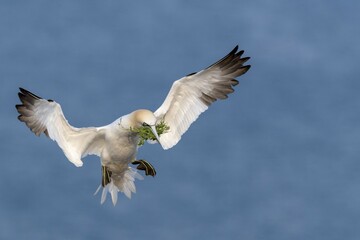Northern Gannet (Morus bassanus) with nesting material, approaching, Heligoland, Schleswig-Holstein, Germany, Europe
