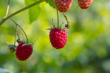 Ripe red raspberries on the branches of a bush. A raspberry patch in the garden