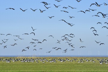 Barnacle Geese (Branta leucopsis), wind turbines at the back, bay Dollard, East Frisia, Lower Saxony, Germany, Europe
