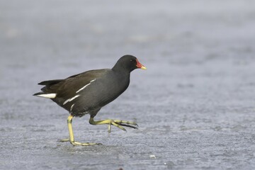 Common moorhen (Gallinula chloropus) runs over ice rink, Hesse, Germany, Europe