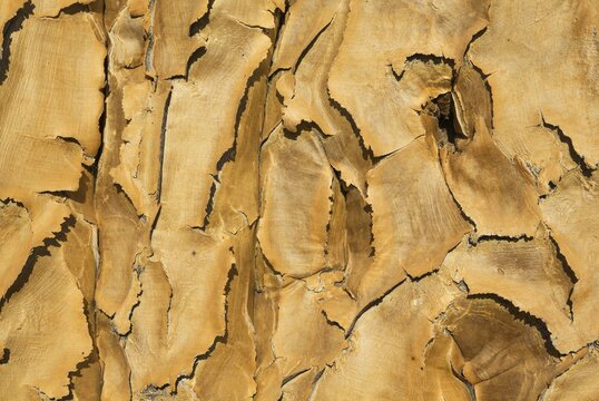 Quiver tree (Aloe dichotoma), detail of the bark, near Keetmanshoop, Namibia, Africa