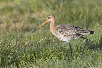 Black-tailed godwit (Limosa limosa) walking in meadow, Emsland, Lower Saxony, Germany, Europe
