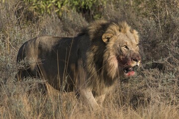 Lion (Panthera leo), male with blood on his mouth running through bushland, Welgevonden Privat Game Reserve, Waterberge, Limpopo, South Africa, Africa