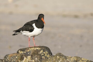 Eurasian oystercatcher (Haematopus ostralegus) stands on stone, island Föhr, North Frisia, Schleswig-Holstein, Germany, Europe