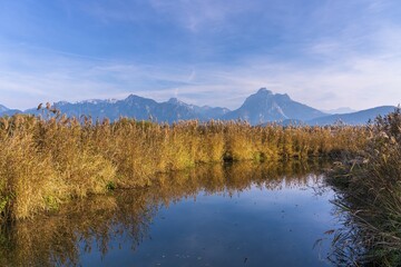 Fototapeta premium Reed in autumn at Lake Hopfensee, Ostallgäu, Bavaria, Germany, Europe