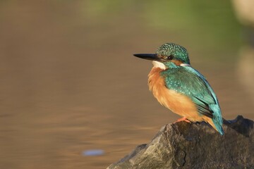 Male Kingfisher (Alcedo atthis) sitting on stone, morning light, Hesse, Germany, Europe