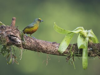 Olive-backed Euphonia (Euphonia gouldi) perched on a tree branch, Heredia Province, Costa Rica, Central America