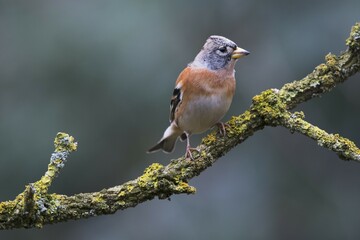 Brambling (Fringilla montifringilla), Emsland, Lower Saxony, Germany, Europe