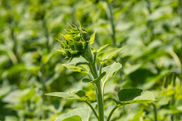 Sunflower bud emerging in a lush green field during a sunny day in summer showcasing nature's beauty and growth process