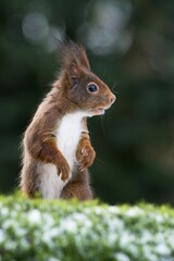 Eurasian red squirrel (Sciurus vulgaris), Emsland, Lower Saxony, Germany, Europe