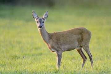 Roe Deer (Capreolus capreolus) standing on a meadow, North Rhine-Westphalia, Germany, Europe