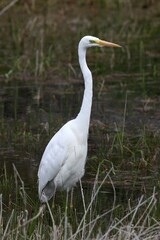 Great Egret (Egretta alba) in eclipse plumage