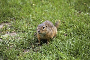 European ground squirrel (Spermophilus citellus), Burgenland, Austria, Europe
