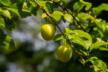 Green plums hanging on a branch in a lush garden during late spring