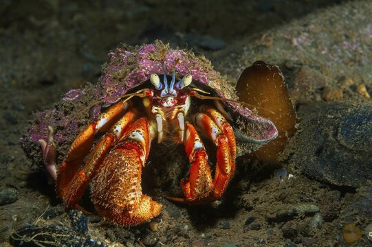 Common hermit crab (Pagurus bernhardus) in shell, Nova Scotia, Atlantic Ocean, Canada, North America
