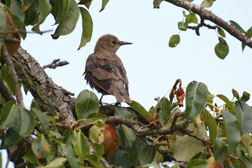 European Starling (Sturnus vulgaris), young bird sits in pear tree, island Usedom, Mecklenburg-Western Pomerania, Germany, Europe