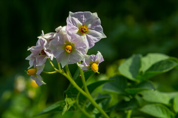 Potato flowers blooming macro, potato flowers on farm field. Potato plant bush with flowers. Potatoes plants with white flowers growing on farmers plant