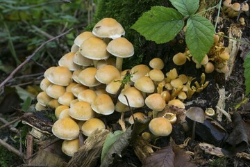 Smoke-leaved sulphur head (Hypholoma Lapnoides), nature reserve Beversee, North Rhine-Westphalia, Germany, Europe