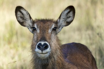 Defassa waterbuck (Kobus ellipsiprymnus defassa), portrait, female, Lake Nakuru National Park,...