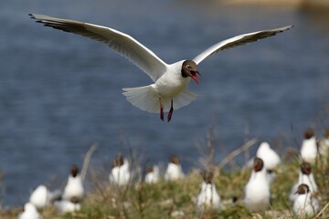 Black-headed gull (Larus ridibundus), landing over breeding colony, North Sea coast, Schleswig-Holstein, Germany, Europe