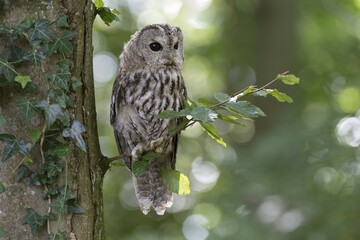 Tawny owl (Strix aluco), captive, Vulkaneifel, Germany, Europe