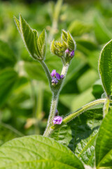 Purple flower buds on soybeans in a green field during a sunny day in summer