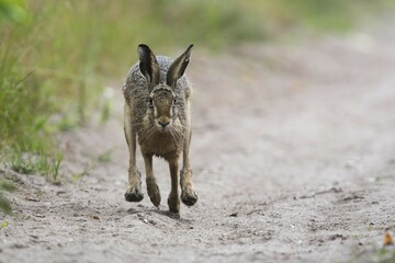 European hare (Lepus europaeus), running, Emsland, Lower Saxony, Germany, Europe