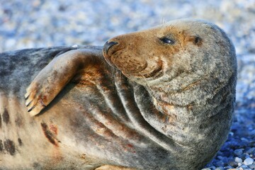 Grey Seal (Halichoerus grypus), Heligoland, Schleswig-Holstein, Germany, Europe © Marc Schmerbeck/imageBROKER