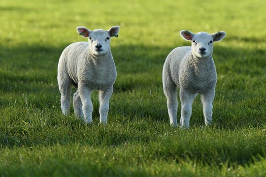 Sheep (Ovis), two lambs standing in a meadow, Texel, North Holland, Netherlands