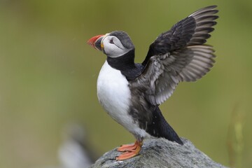Puffin (Fratercula arctica) flapping its wings, Runde bird island, Norway, Europe