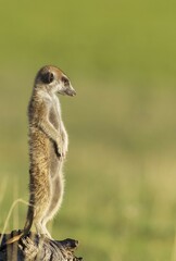 Suricate or meerkat (Suricata suricatta), guard on the lookout, rainy season with green surroundings, Kalahari Desert, Kgalagadi Transfrontier Park, South Africa, Africa