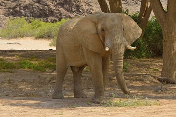 Fototapeta premium Namibian desert elephant (Loxodonta africana), bull eating, Hoanib River, Namib Desert, Kaokoland, Kaokoveld, Kunene region, Namibia, Africa