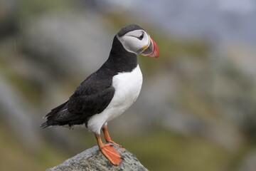 Puffin (Fratercula arctica) on rock, Runde bird island, Norway, Europe
