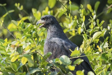 Great Black Hawk (Buteogallus urubitinga) among leaves, portrait, Pantanal, Mato Grosso, Brazil, South America