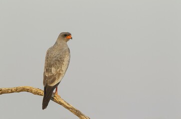 Pale-chanting Goshawk (Melierax canorus), Kalahari Desert, Kgalagadi Transfrontier Park, South Africa, Africa