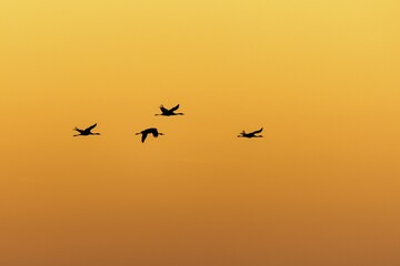 Common cranes (Grus grus), flying at sunset, Western Pomerania Lagoon Area National Park, Mecklenburg-Western Pomerania, Germany, Europe