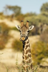 Giraffe (Giraffa), looks over the bushes, Mashatu Game Reserve, Tuli Block, Botswana, Africa