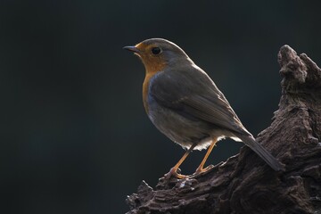 European robin (Erithacus rubecula) sits on deadwood in backlighting, Emsland, Lower Saxony, Germany, Europe