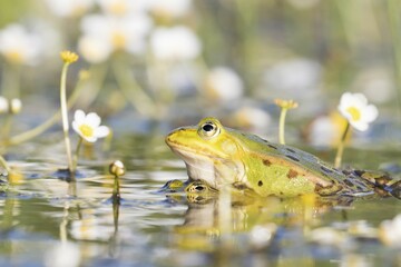 Edible frogs (Pelophylax esculentus) in water, mating, white water-crowfoot (Ranunculus aquatilis), Hesse, Germany, Europe