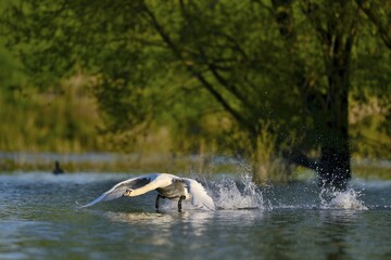 Mute swan (Cygnus olor) in water, attacking, Rheinberg, Lower Rhine North Rhine-Westphalia, Germany, Europe