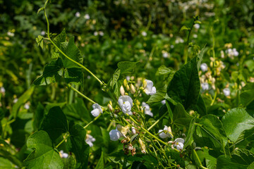 Beautiful white flowers blooming on green plants in a sunlit garden during the vibrant spring season