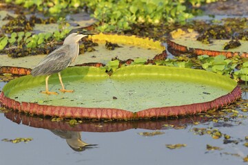 Black-crowned Night-Heron (Nycticorax nycticorax) perched on a Victoria-Lily or Water Lily leaf (Victoria regia), Porto Joffre, Pantanal, Mato Grosso, Brazil, South America
