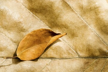 Big and small dry leaves